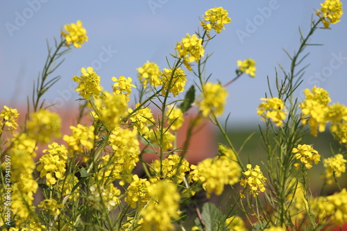 Yellow Flowers