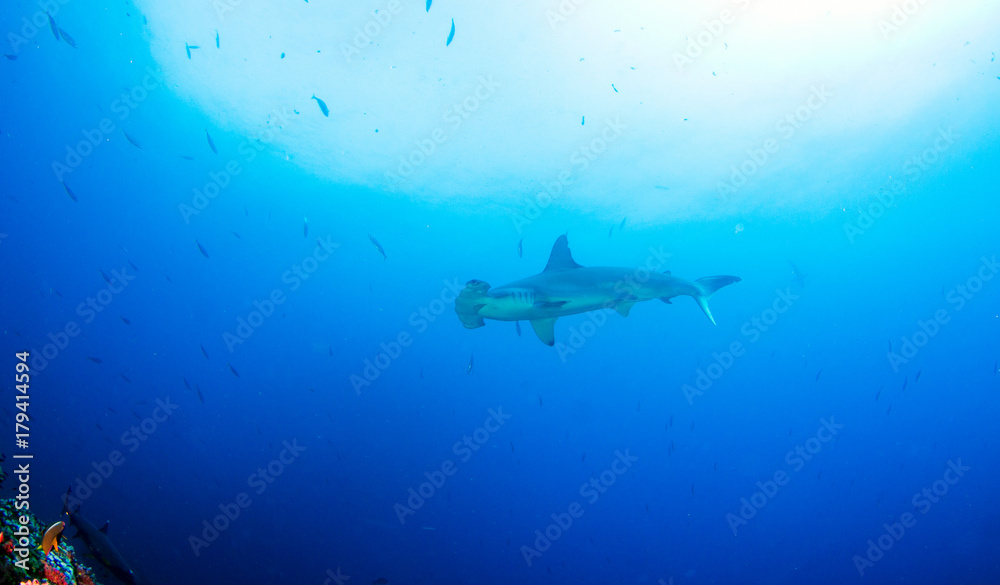 Obraz premium Hammerhead Shark