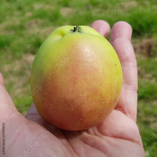 Martini, Apfel, Malus, domestica, Alte Apfelsorte photo