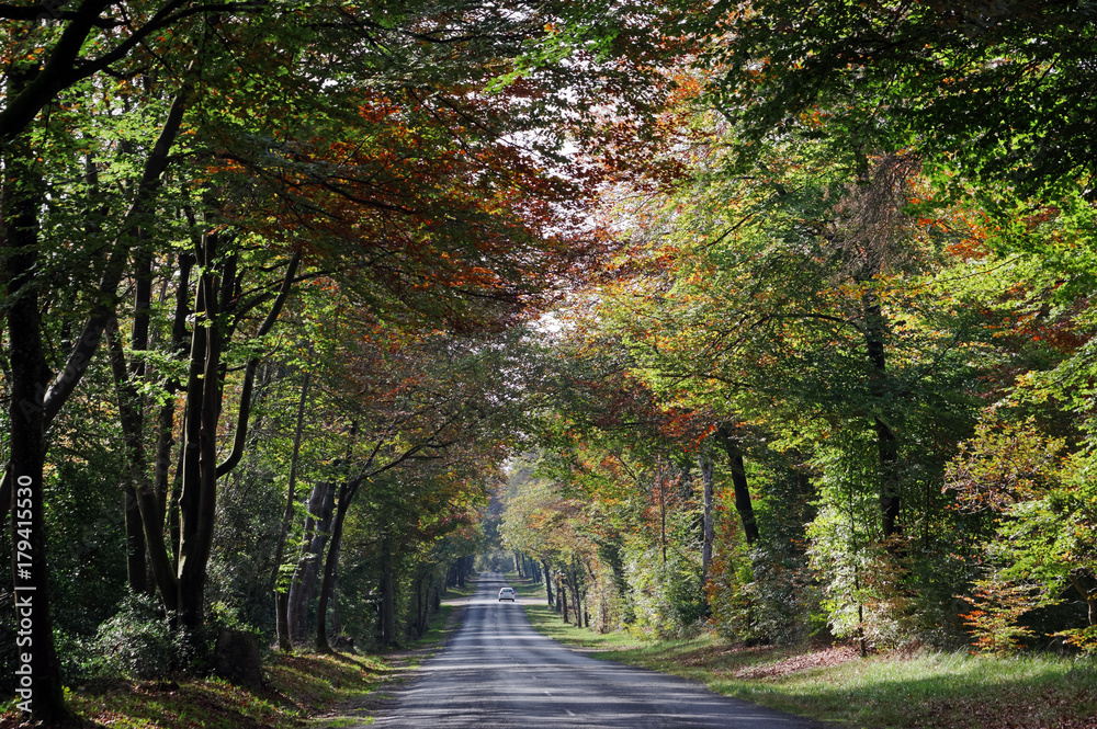 Obraz premium route départementale en automne dans la forêt de Fontainebleau