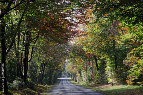 route départementale en automne dans la forêt de Fontainebleau