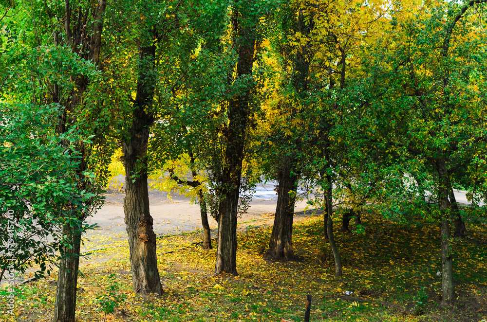 nature in autumn. the trees stand in a row , the prospect in the frame. alley in the Park . Misty morning. nature in autumn. the trees stand in a row , the prospect in the frame. alley in the Park . Misty morning.