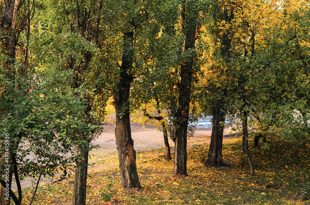 Fototapeta premium nature in autumn. the trees stand in a row , the prospect in the frame. alley in the Park . Misty morning.