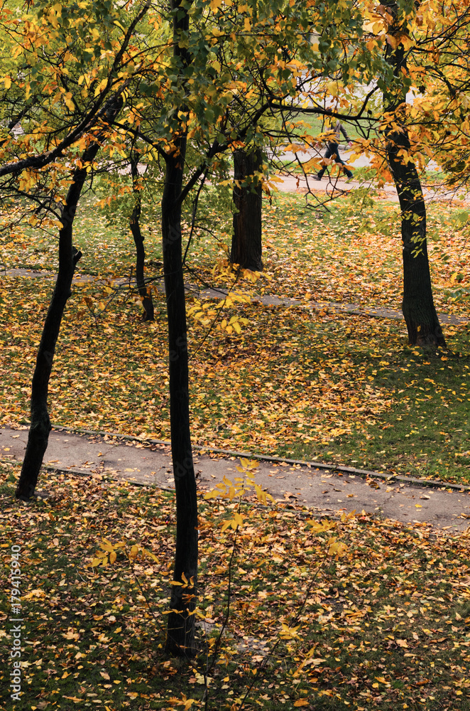 nature in autumn. the trees stand in a row , the prospect in the frame. alley in the Park . Misty morning. nature in autumn. the trees stand in a row , the prospect in the frame. alley in the Park . Misty morning.