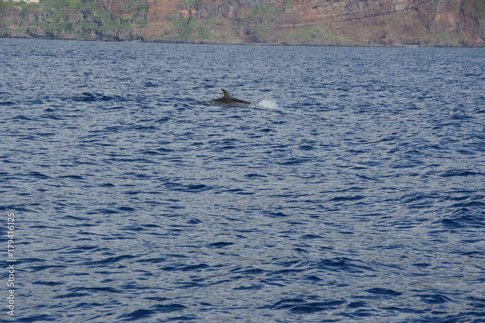Fototapeta premium Der grosse Fisch