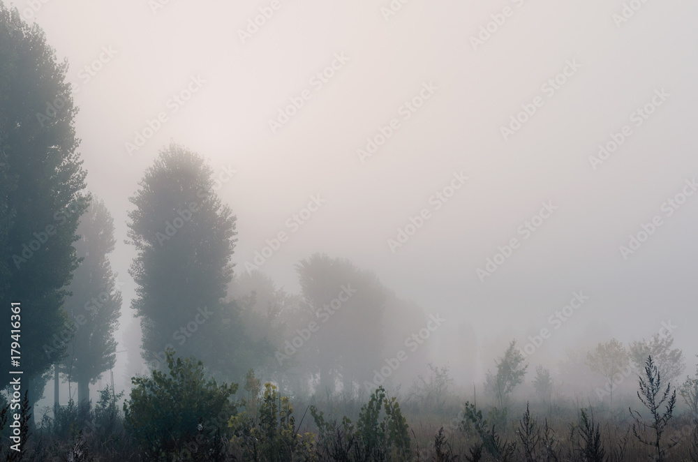 misty morning in autumn in the field. withered grass . kind of loneliness misty morning in autumn in the field. withered grass . kind of loneliness