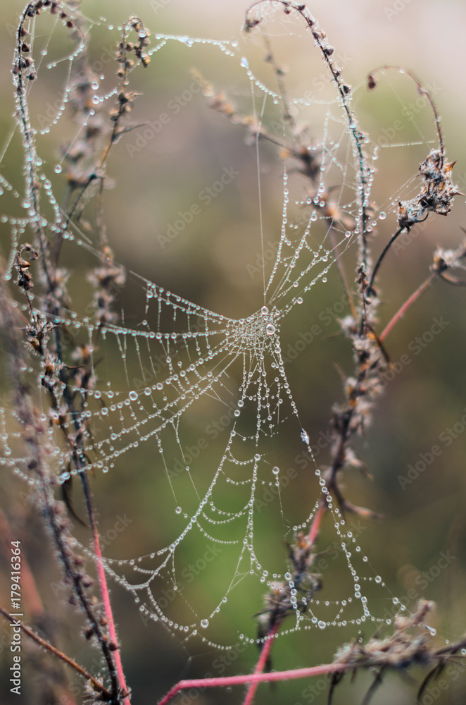 morning fog, autumn. field dry vegetation covered in cobwebs . morning fog, autumn. field dry vegetation covered in cobwebs .