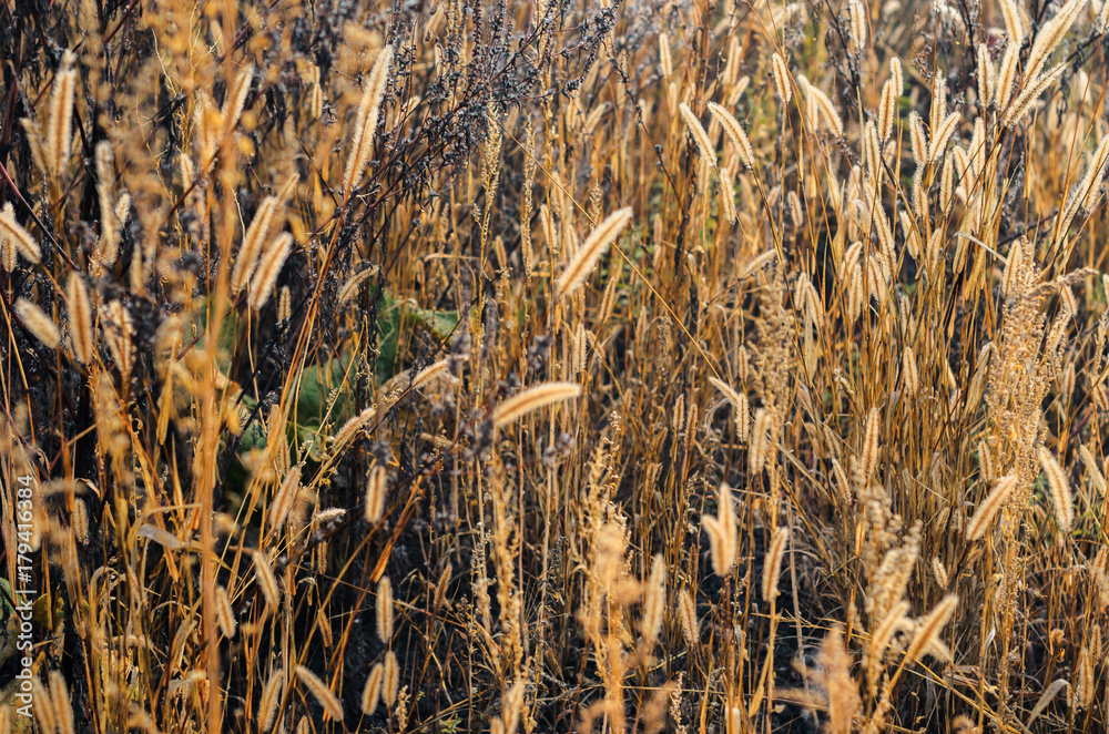 misty morning in autumn in the field. withered grass . kind of loneliness misty morning in autumn in the field. withered grass . kind of loneliness