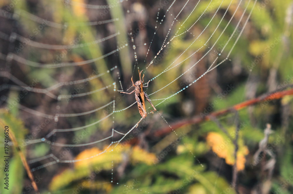 morning fog, autumn. field dry vegetation covered in cobwebs . the web hit the grasshopper. morning fog, autumn. field dry vegetation covered in cobwebs . the web hit the grasshopper.