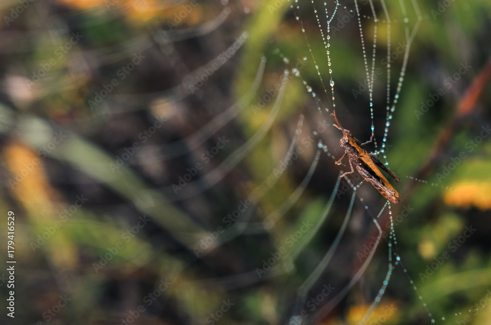 morning fog, autumn. field dry vegetation covered in cobwebs .