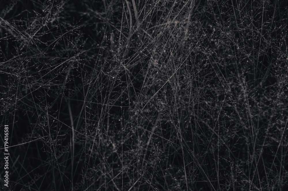 misty morning in autumn in the field. withered grass . kind of loneliness misty morning in autumn in the field. withered grass . kind of loneliness