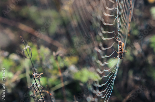 morning fog, autumn. field dry vegetation covered in cobwebs . the web hit the grasshopper.