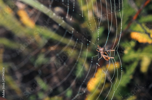 morning fog, autumn. field dry vegetation covered in cobwebs . the web hit the grasshopper.