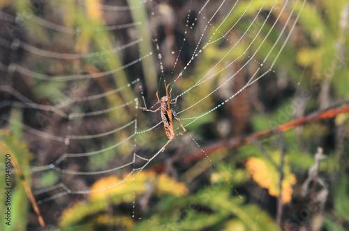 morning fog, autumn. field dry vegetation covered in cobwebs . the web hit the grasshopper. © younnona