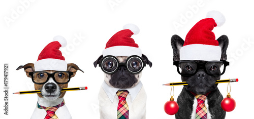 dog office workers on christmas holidays © Javier brosch