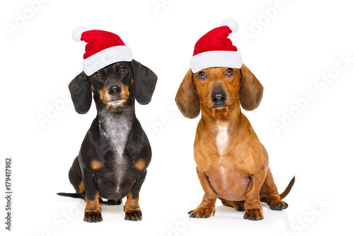 couple of  dogs on christmas holidays © Javier brosch