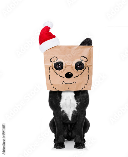 santa claus dog paper bag on head