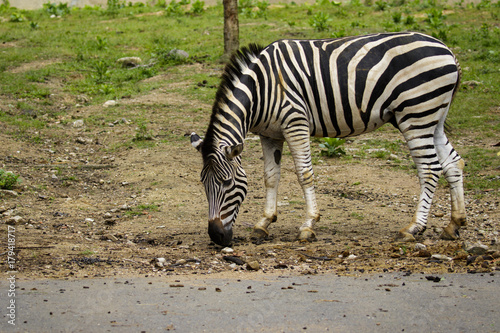 Image of an zebra on nature background. Wild Animals. © yod67