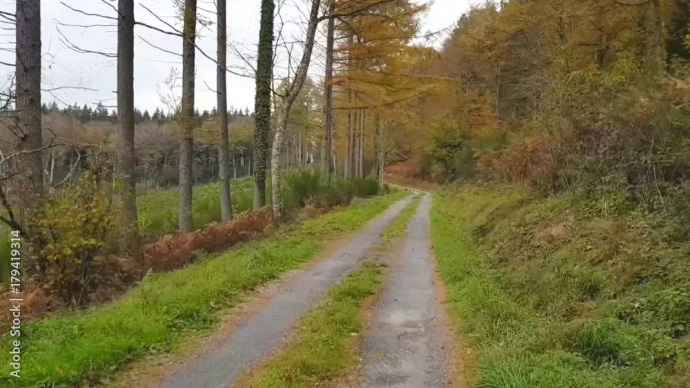 The forest road among the trees in the autumn landscape stretches before a fast moving vehicle. The forest road among the trees in the autumn landscape stretches before a fast moving vehicle.