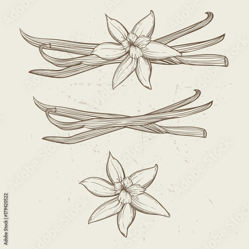 Vanilla pods and flowers
