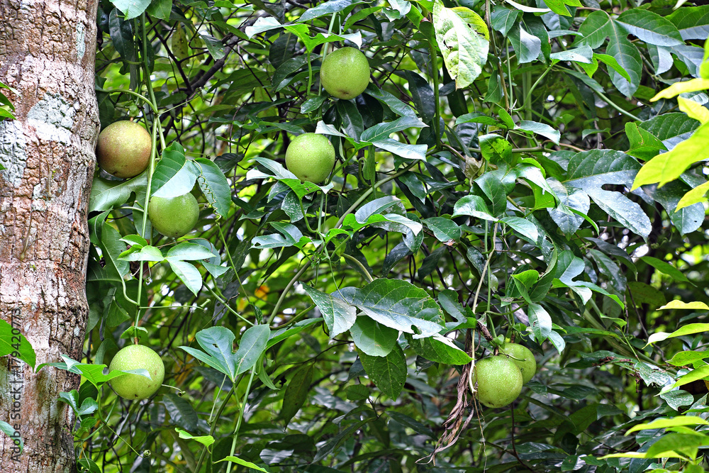 Vine of passion fruit (Passiflora) plant with ripening fruits in a organic vegetable field in Kerala, India Vine of passion fruit (Passiflora) plant with ripening fruits in a organic vegetable field in Kerala, India