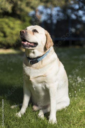 Dog, Labrador Retriever 