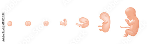 fetus development. Embryo development / baby vector