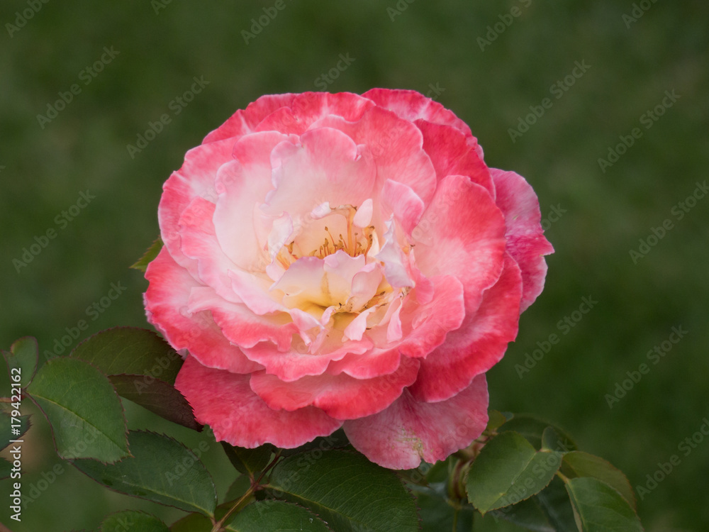 Obraz premium Close Up Perfect Rose in a raining day