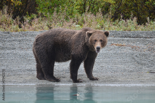 Grizzly bear scenting the air.