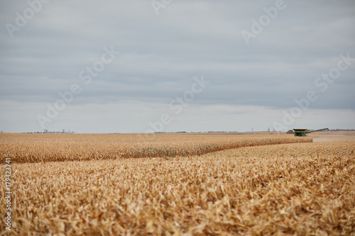 Partially harvested field of ripe dried corn