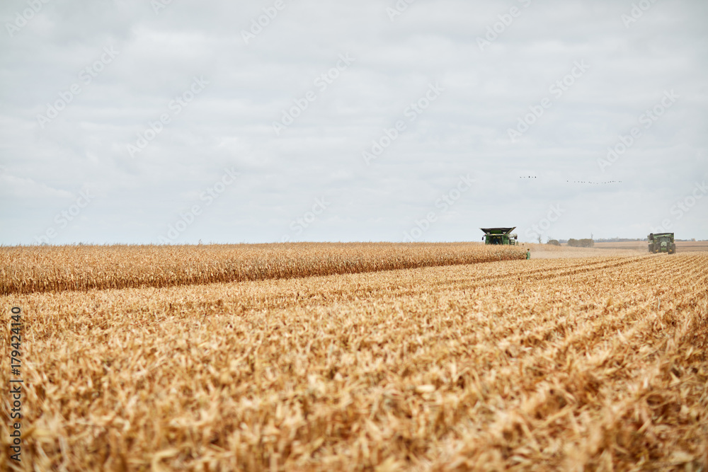 Fototapeta premium Two combine harvesters harvesting maize