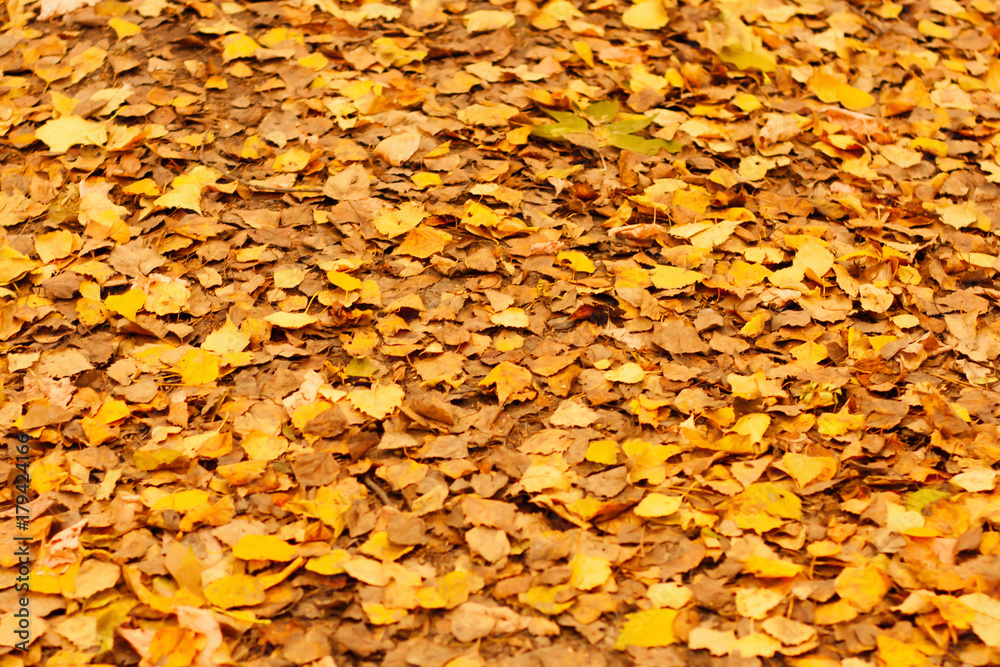 Yellow autumn leaves in public park background Yellow autumn leaves in public park background