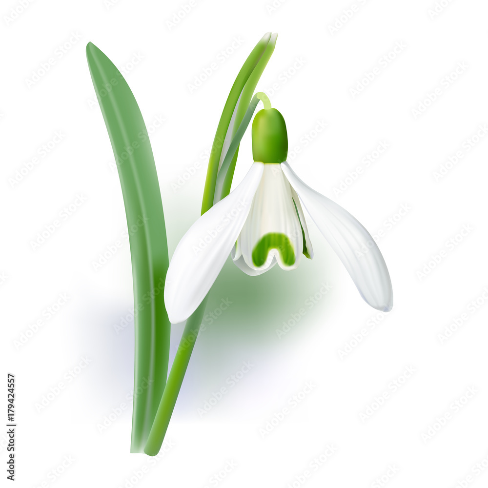Snowdrop - Galanthus nivalis.
Hand drawn vector illustration of delicate white wildflower .
