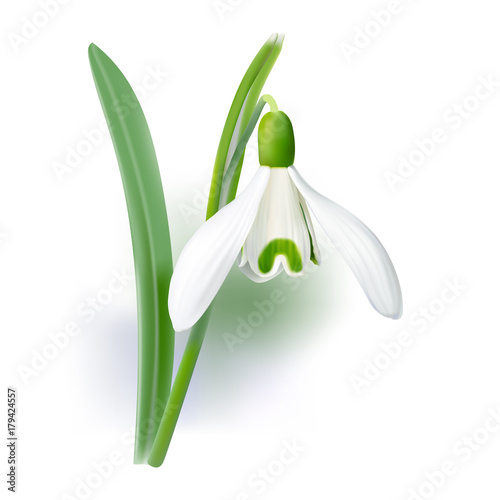 Snowdrop - Galanthus nivalis.
Hand drawn vector illustration of delicate white wildflower .
