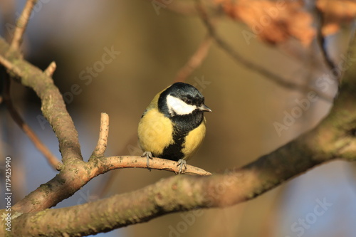 titmouse on a branch