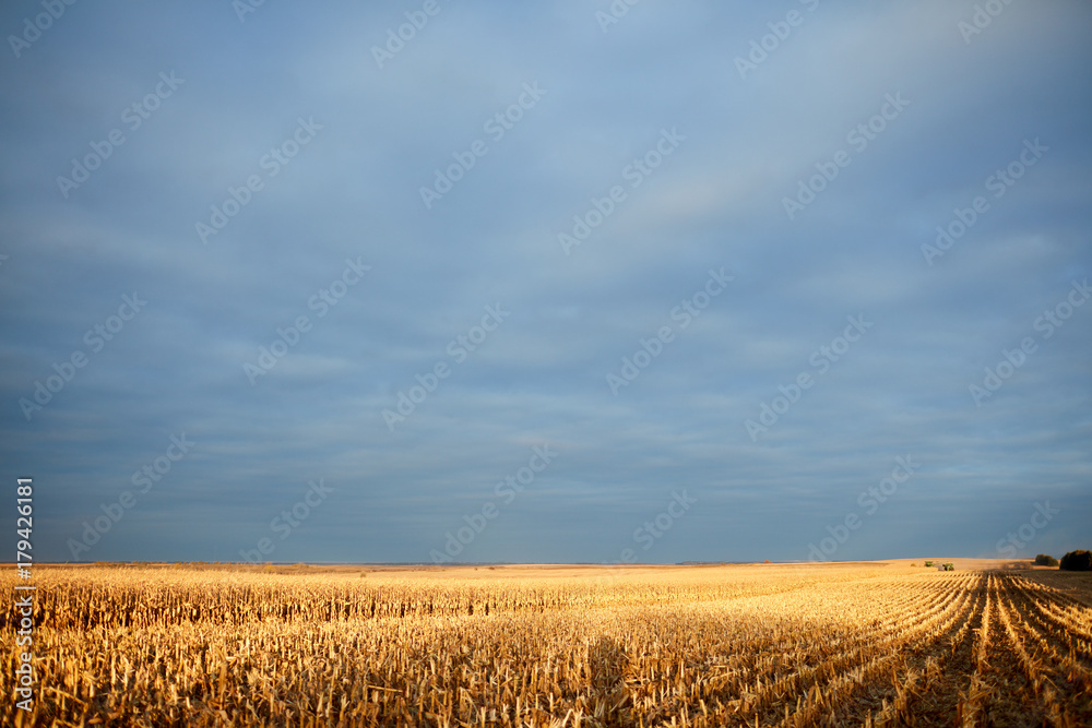 Golden light on a corn field during harvesting