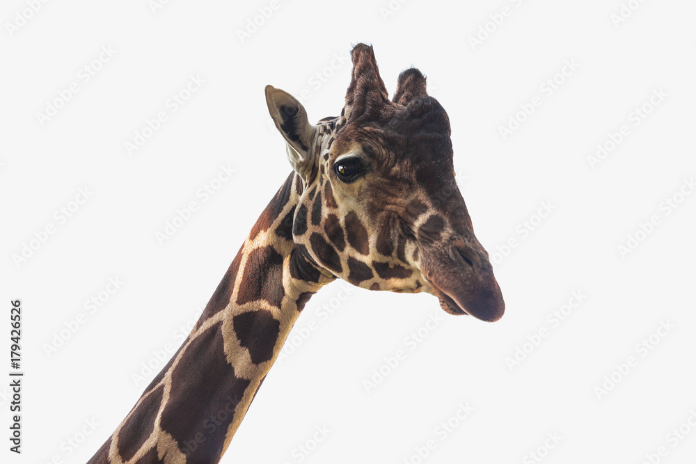 Naklejka premium giraffe