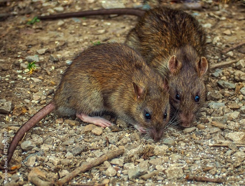 Rats
