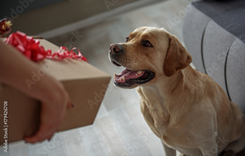 Fototapeta Naklejka Na Ścianę i Meble -  Cheerful labrador looking at female gift