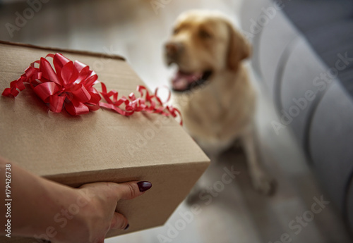 Fototapeta Naklejka Na Ścianę i Meble -  Woman arm giving present to dog