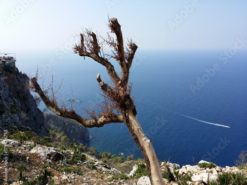 kahler baum felsen weite meer