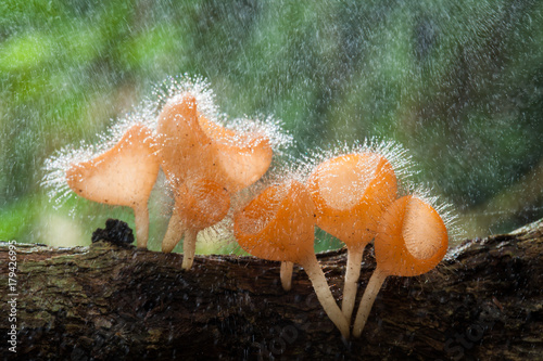 Fungi cup on decay wood with rain, in rainforest of Thailand