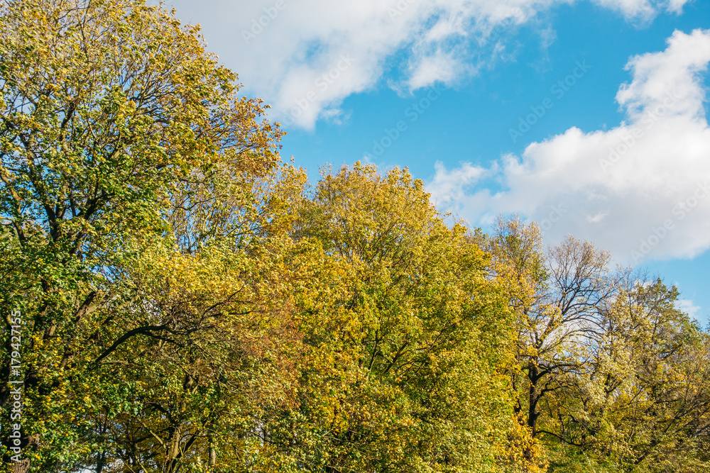 autumn trees with fluffy cloud background autumn trees with fluffy cloud background