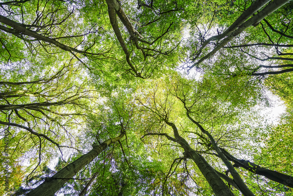 Fototapeta premium forest