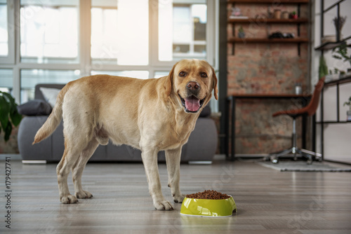 Fototapeta Naklejka Na Ścianę i Meble -  Cheerful labrador eating food from bowl