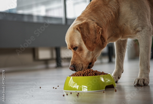 Fototapeta Naklejka Na Ścianę i Meble -  Serene dog tasting delicious meal