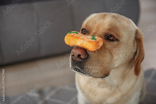 Fototapeta Naklejka Na Ścianę i Meble -  Serious dog keeping food with nose