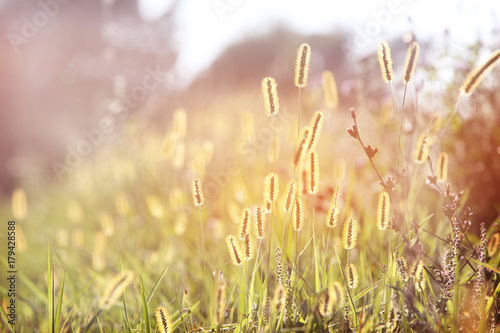 Grass and wildflower background. instagram effect.