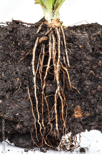 roots of parsley under the soil