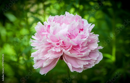 Canvastavla Head of a pink peony flower Sarah Bernhardt.